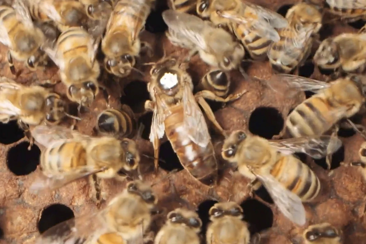The World Bee Project
